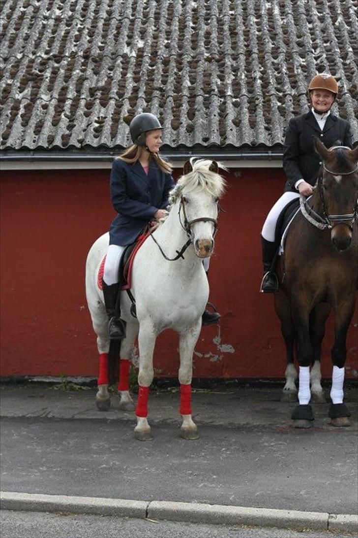 Dansk Varmblod Tobi billede 2