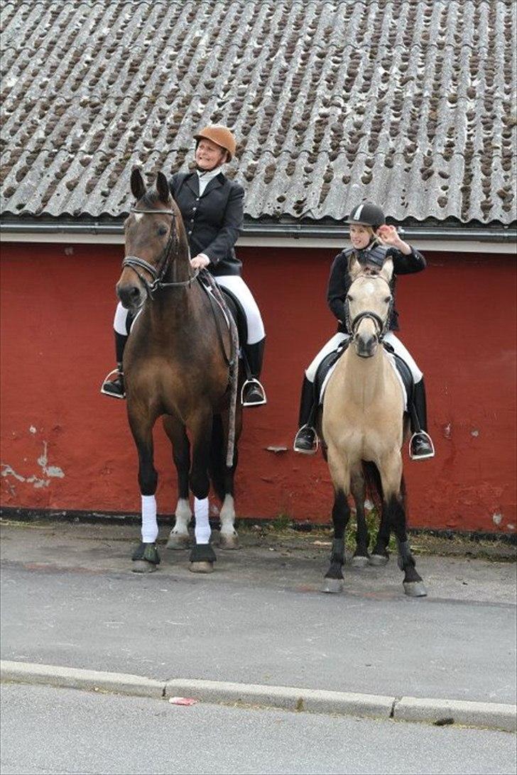 Dansk Varmblod Tobi billede 3