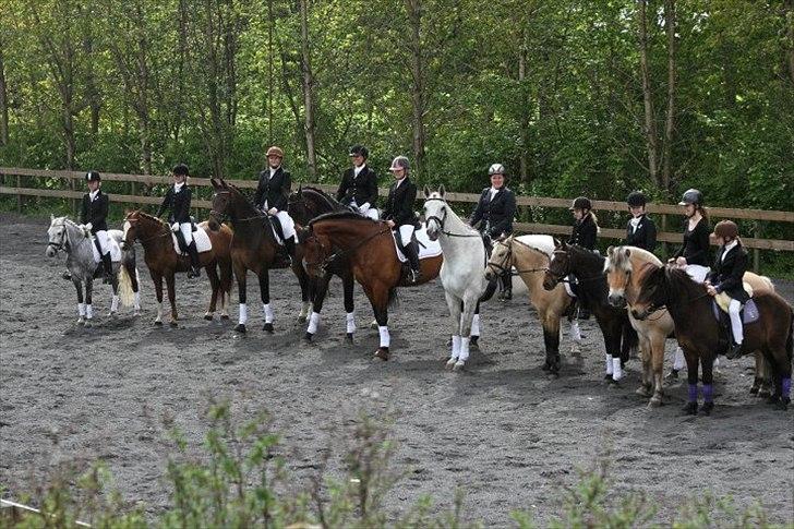 Dansk Varmblod Tobi billede 4