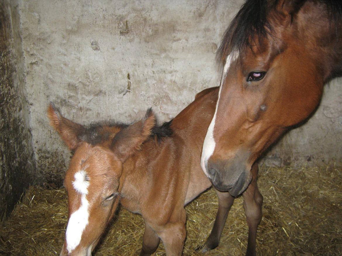 Traver Amazing Ann billede 2