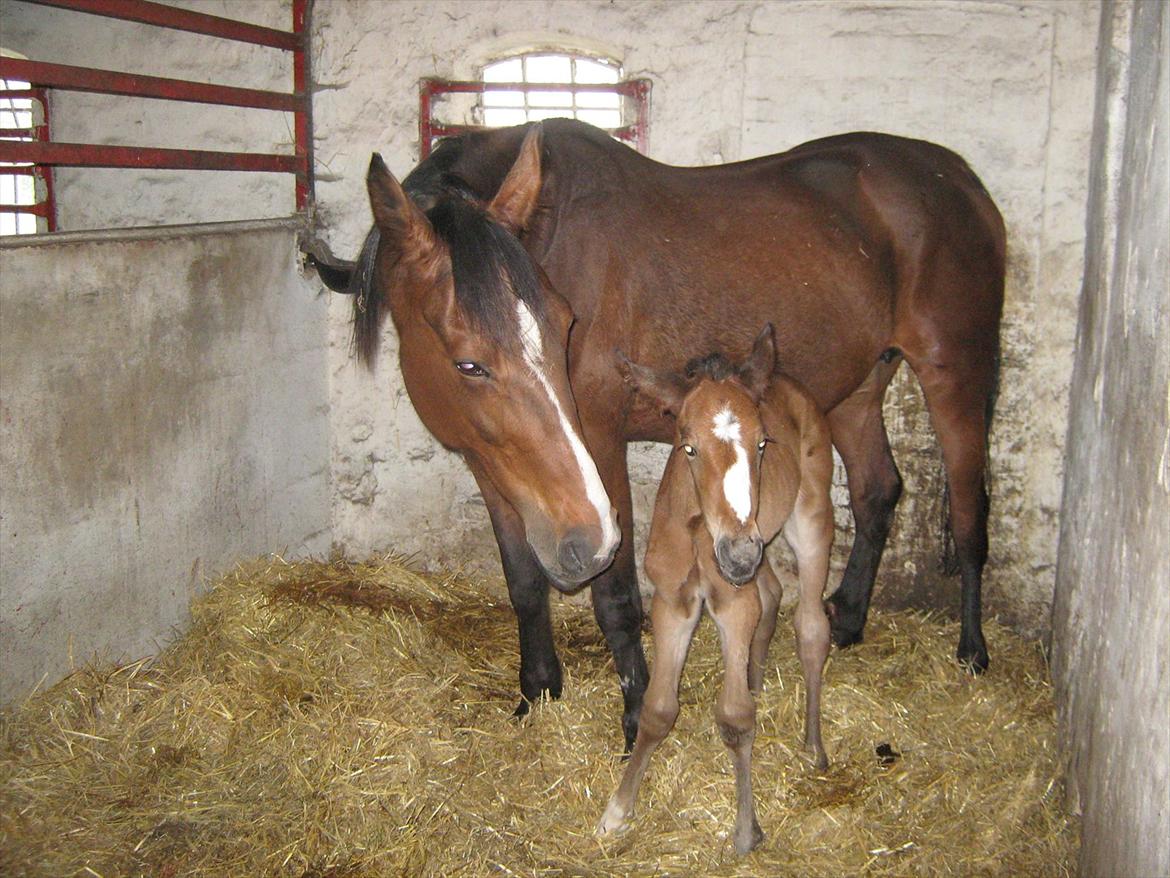 Traver Amazing Ann billede 3