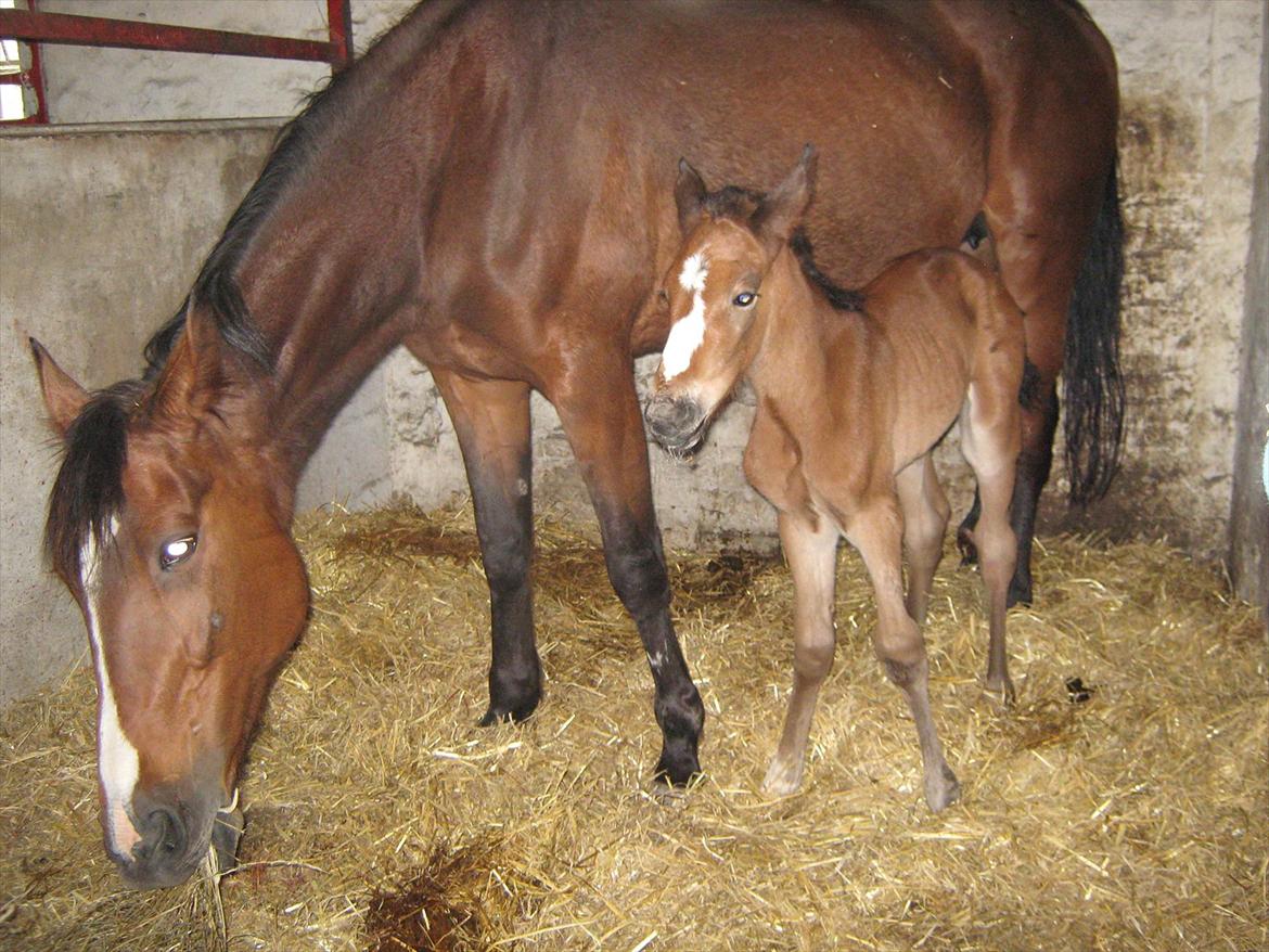 Traver Amazing Ann billede 4