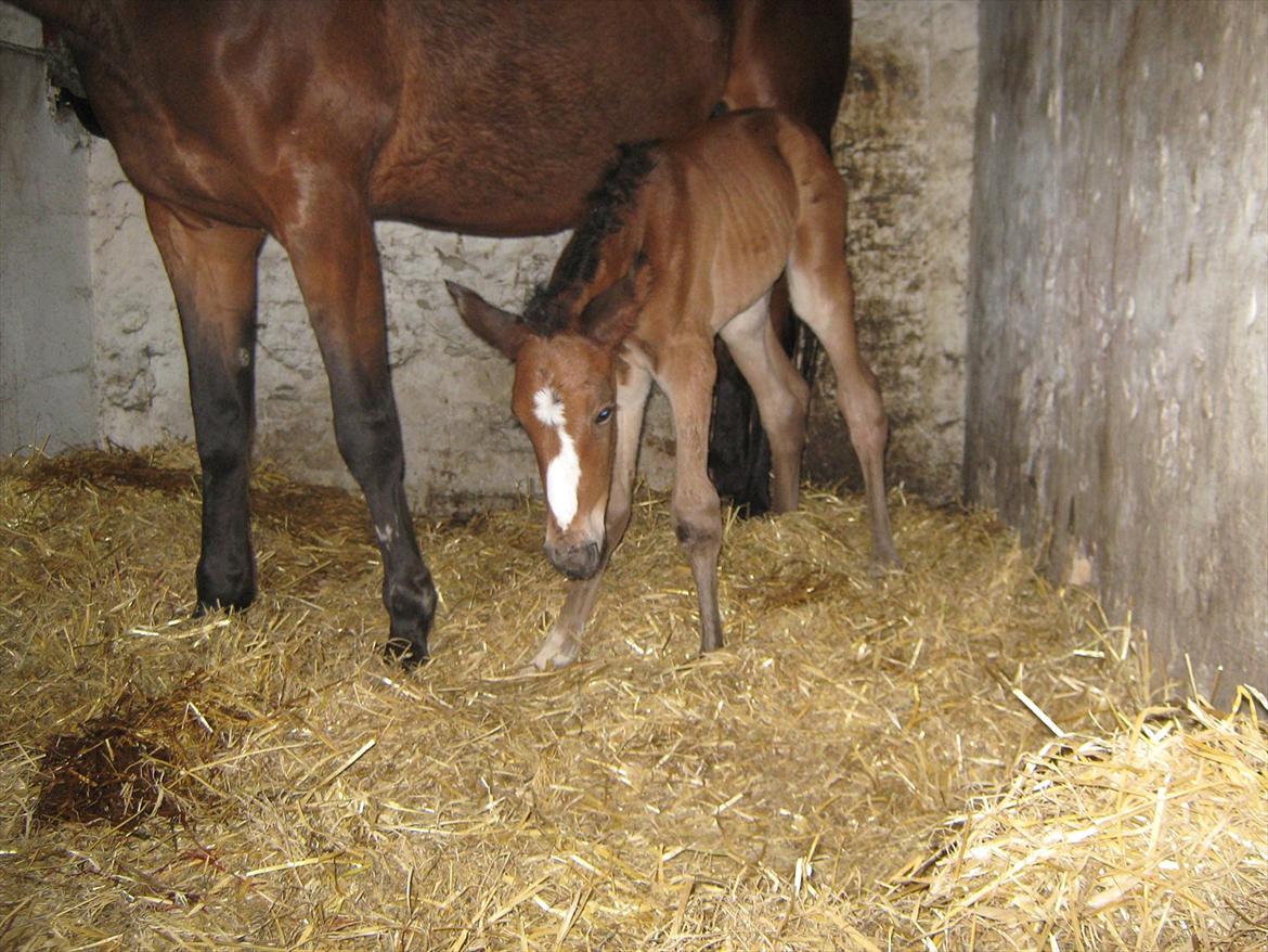 Traver Amazing Ann billede 5