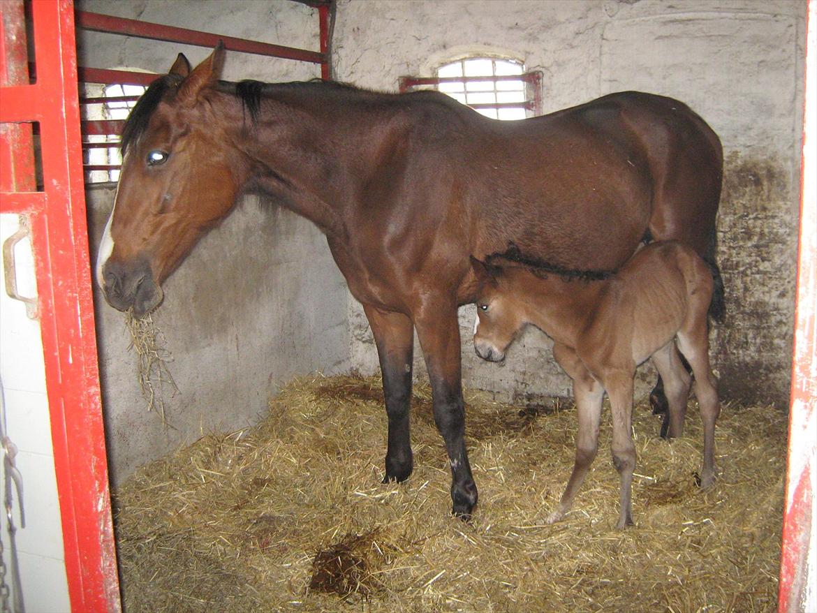 Traver Amazing Ann billede 6