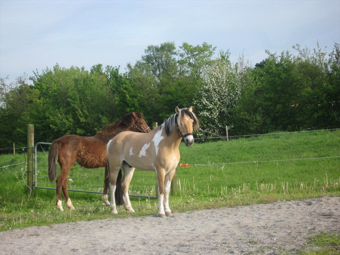 Hollandsk Sportspony Salt And Pepper - If I could reach up and hold a star for every time you made me smile, the entire evening sky would be in the palm of my hand<3
NB foto billede 9