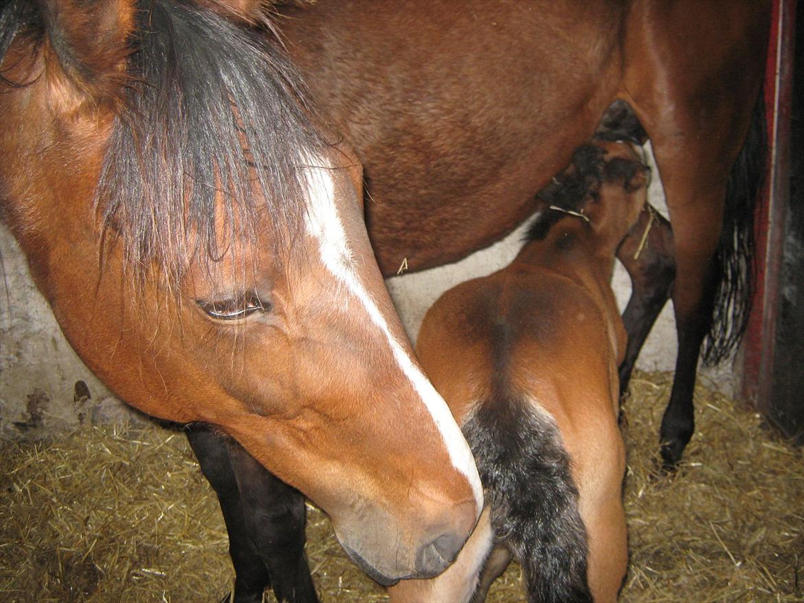 Traver Amazing Ann billede 7