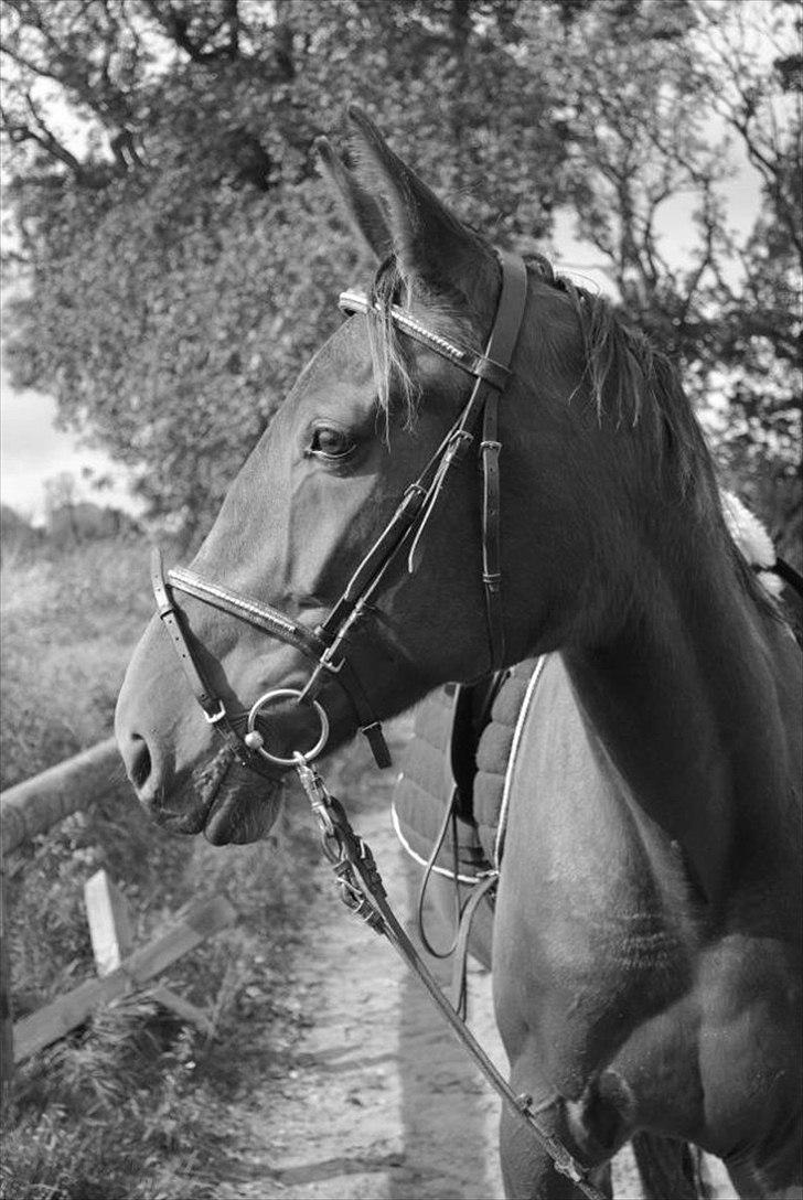 Traver Oscar - Smukke hest! billede 1