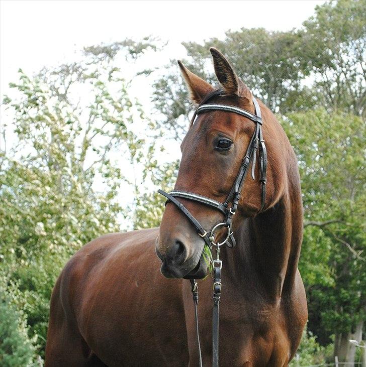 Traver Oscar - Tak fordi i så med!
læg gerne en kommentar. billede 7