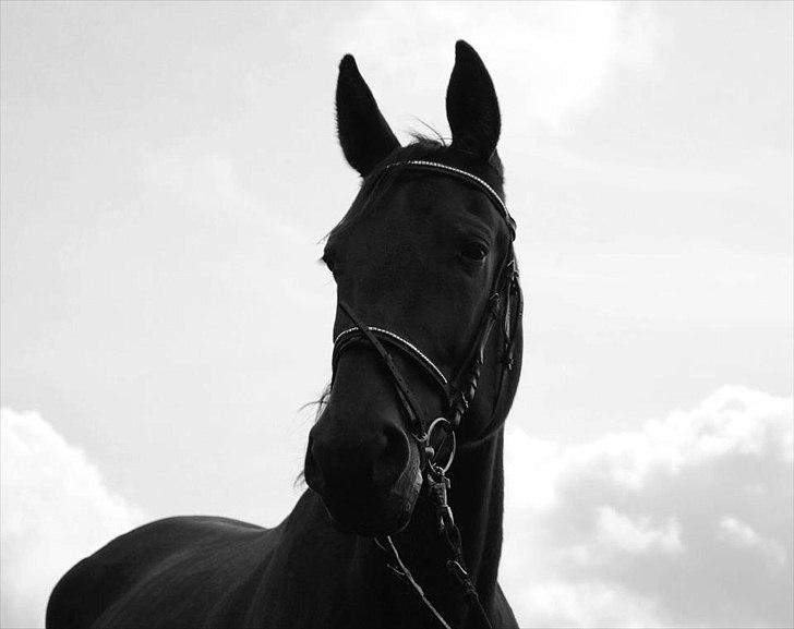 Traver Oscar - Smuk! billede 3