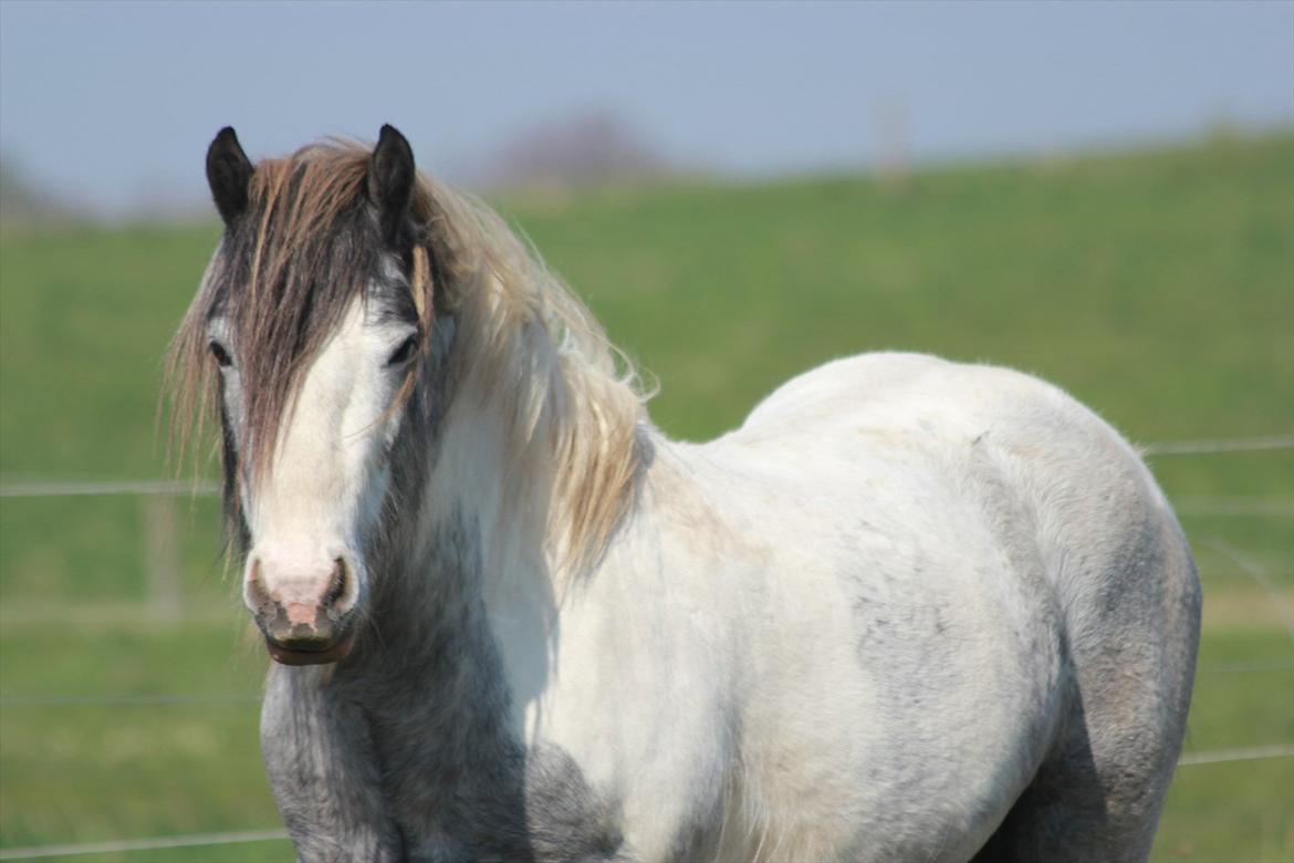 Irish Cob Banjas Otto -Hingst - April 2011 billede 6