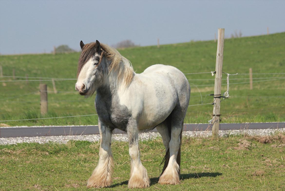 Irish Cob Banjas Otto -Hingst - April 2011 billede 9