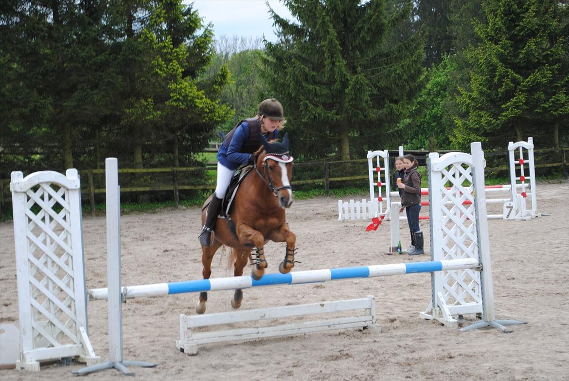 New Forest Athene Hippios - LB* på nsr d.19-5/2012 billede 5