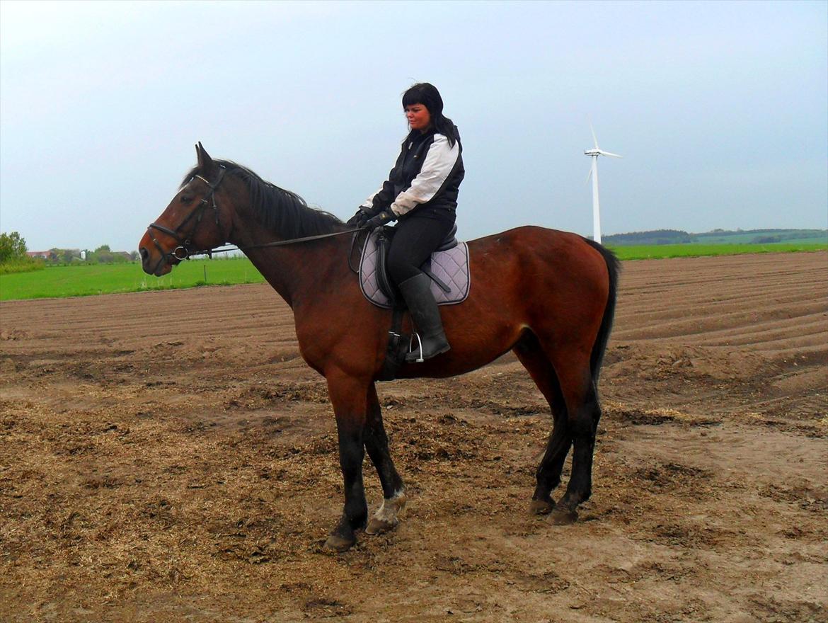 Dansk Varmblod Luciano Foldager - maj 2012 
en gammel dreng på de 19år :)  billede 2