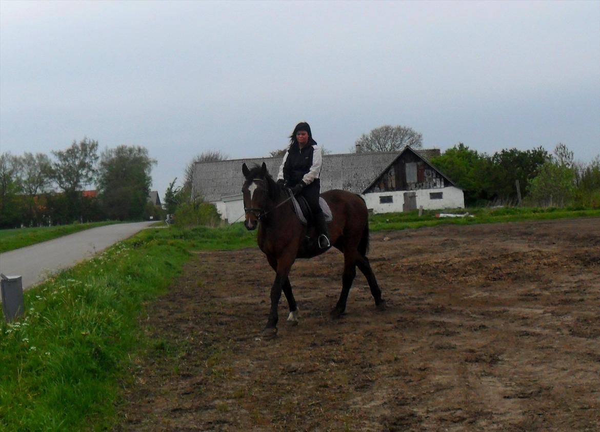 Dansk Varmblod Luciano Foldager - Maj 2012  billede 5