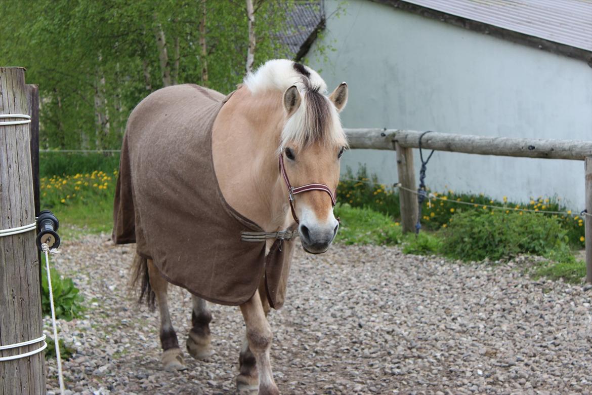 Fjordhest Gjønge  Frimann<3 Bedsteven! <3 - Jeg Elsker dig min Pony!<3 billede 17