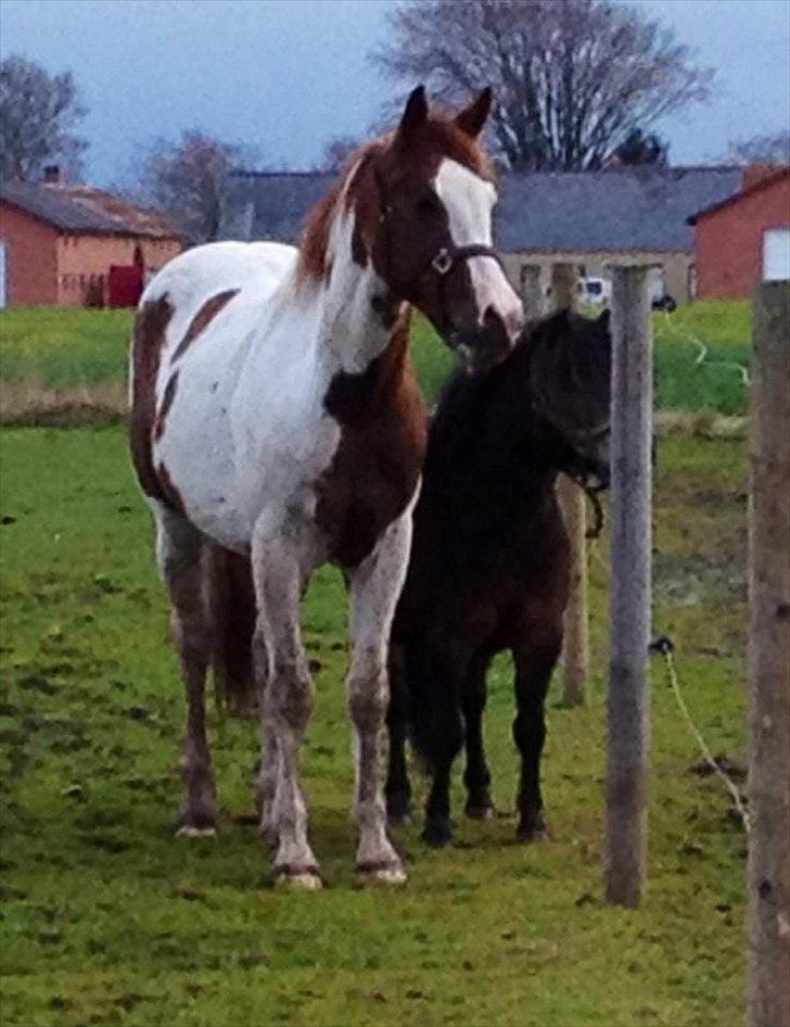 Anden særlig race Amazing Braveheart - Forår 2012 billede 11