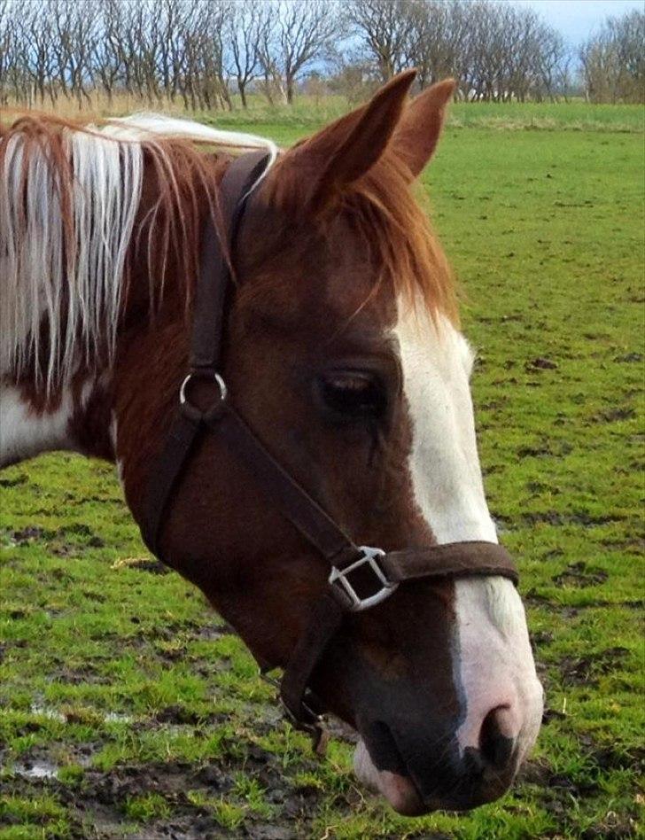 Anden særlig race Amazing Braveheart billede 12