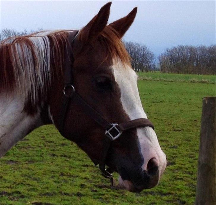 Anden særlig race Amazing Braveheart billede 13