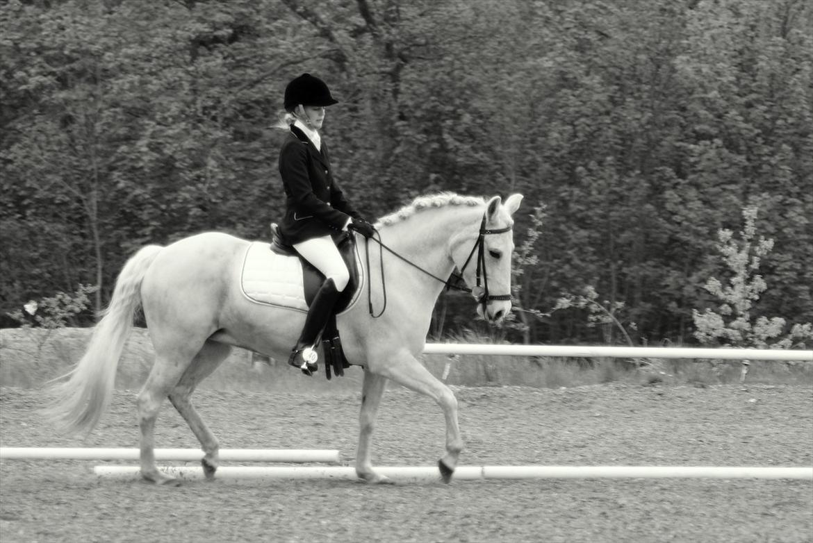 New Forest V. Stenhedens Tinni billede 18