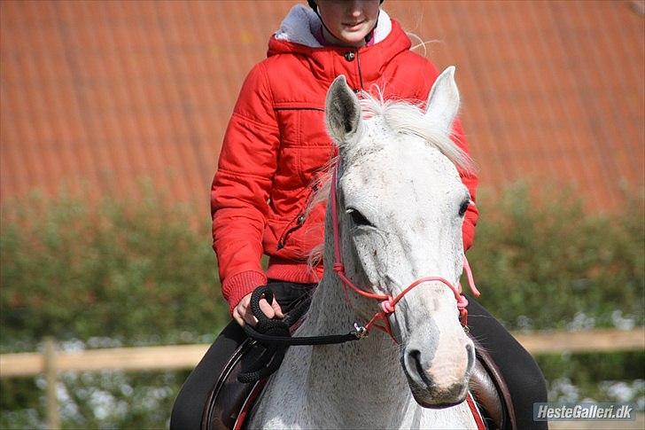 Shagya Araber (SH) Sv's O'balina Lightwood<3 - Første gang med rebgrime<3
Foto: Olivia billede 11