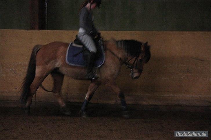 Anden særlig race Tarzan - Dejlige Tarzan i dressur! :-D
- Ærgeligt jeg ikke kigger op, ellers super billede!
Fotograf: MBA billede 19
