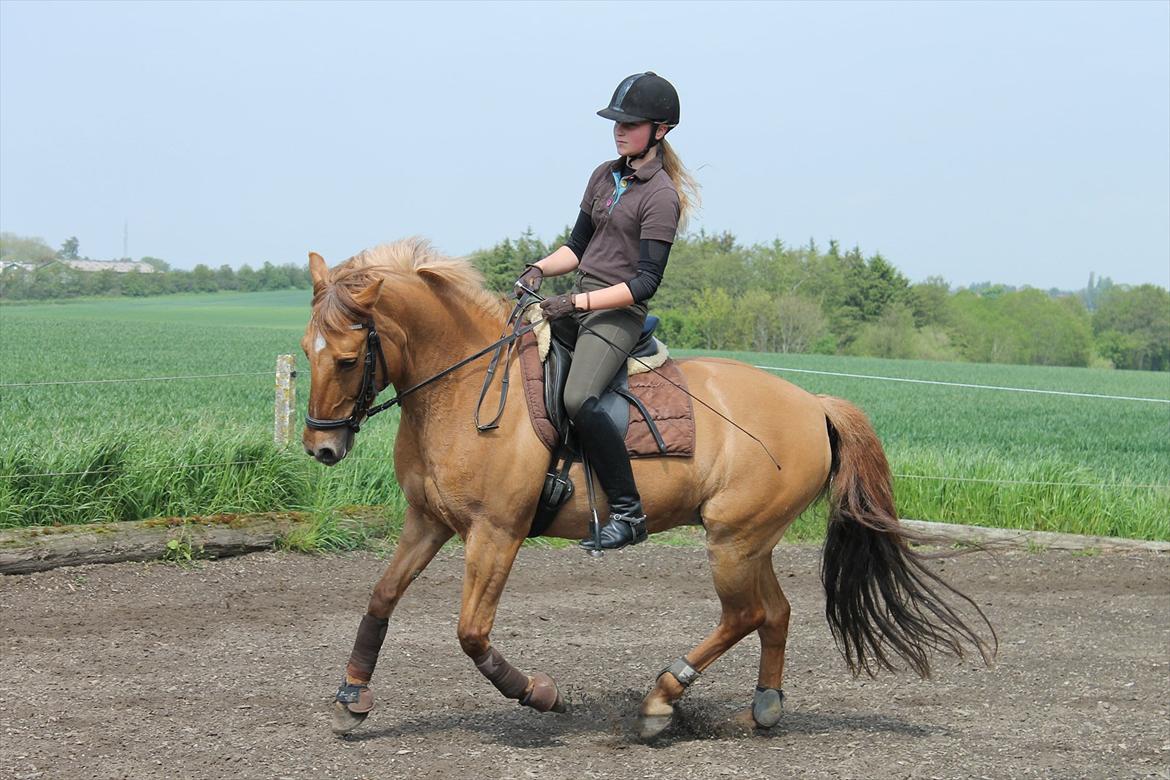 Anden særlig race Jazzmin <3 - Træning d.19/5 2012 <3 billede 3