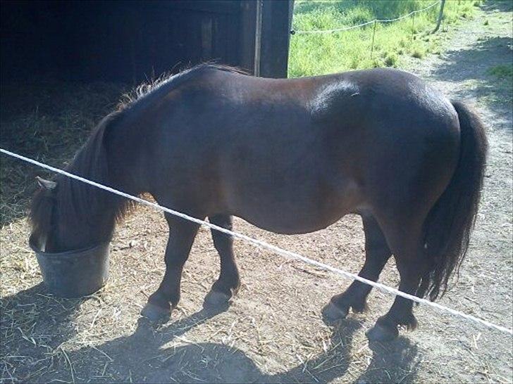 Shetlænder Malte (red) - Malte får mad<33

Foto: Josefine billede 6