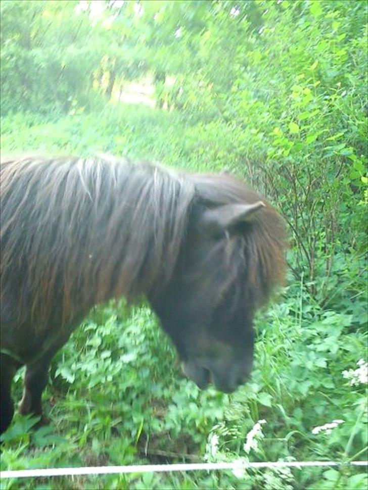 Shetlænder Malte (red) - græsser i naturen<33

Foto: Josefine billede 2