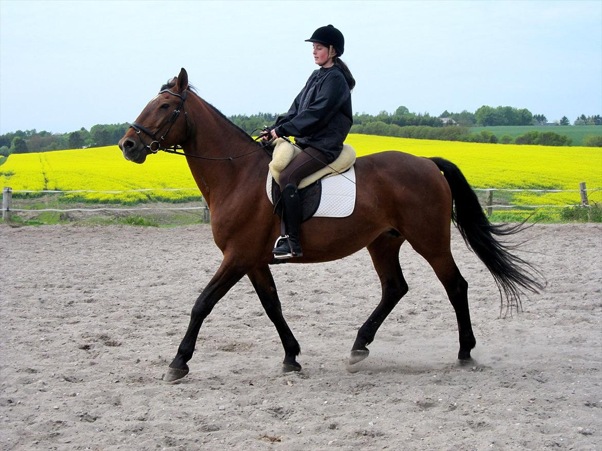 Dansk Varmblod Felicity bbh | Felle <3 - Nr . 8 <3 Foto: Anna Rydell :D 
Dressur i lammeskindssadel *;  billede 8