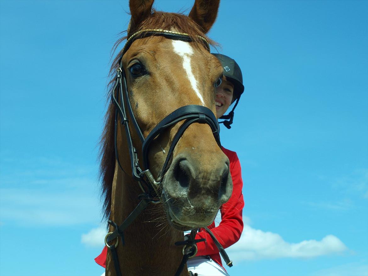 Dansk Varmblod Rolsted´s Cashot - Skatten på Morsø <3 billede 10