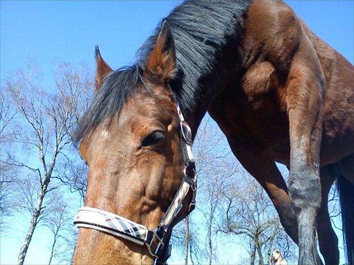 Traver Fame spirit billede 15