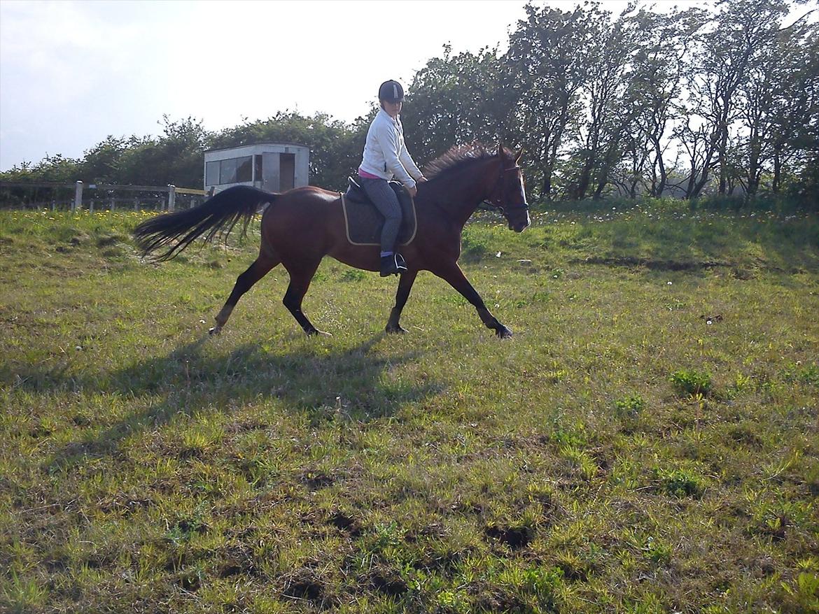 Anglo Araber (AA) Megara Al Ziyadah (Maggie)<3 billede 16