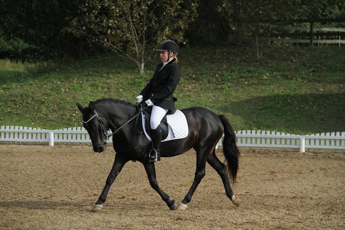 New Forest Banda - LC1 i OHR. billede 1