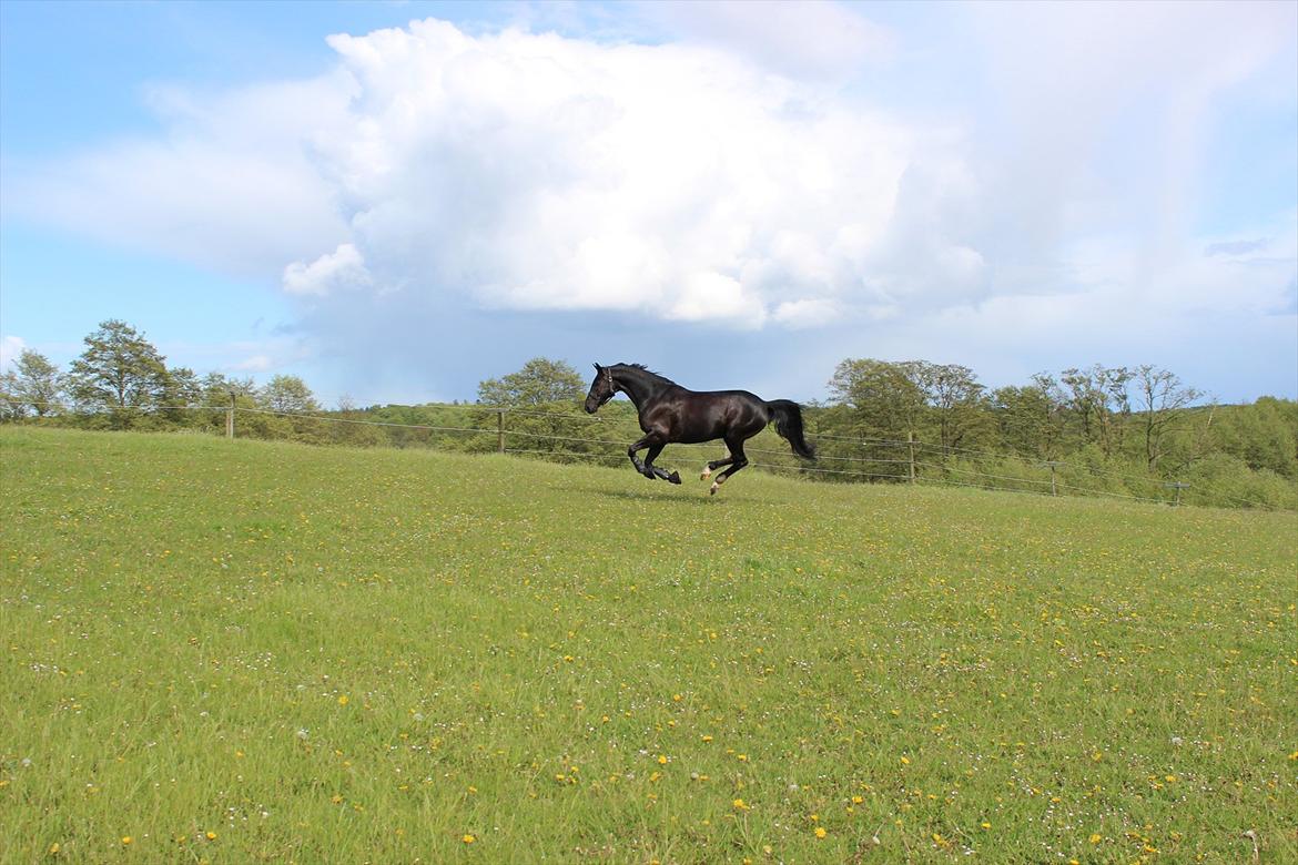 Dansk Varmblod Skovlys Devine -SOLGT- - Weeee! Jeg er vild siger Winnie!!! <3 billede 3