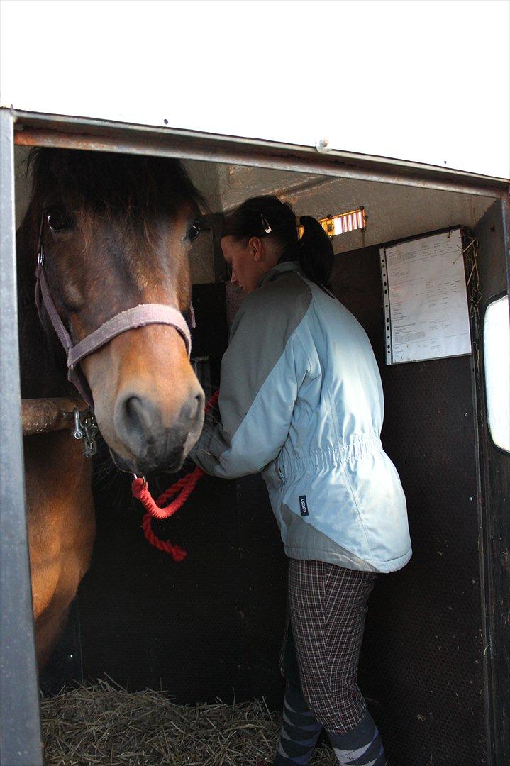 Anden særlig race Charmer - DA jeg afleveret stjerne til hans kommende nye ejer.. gal jeg kommer til at savne den pony men han får det godt og jeg kan besøge ham tit <3 billede 20