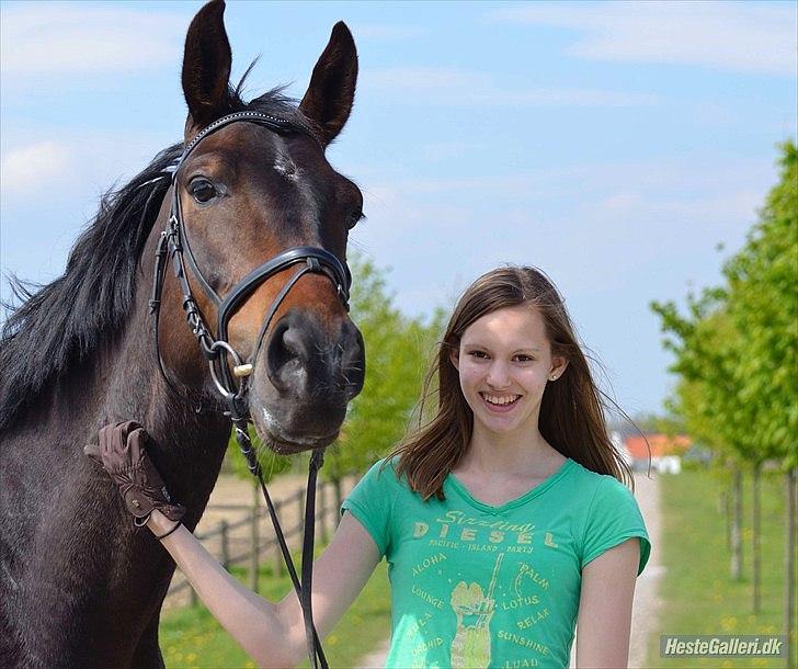 Dansk Varmblod Grønhøjs Montana<3 - dejlige snuler dyr! <3 Foto: Ditte Lauridsen:-) billede 2