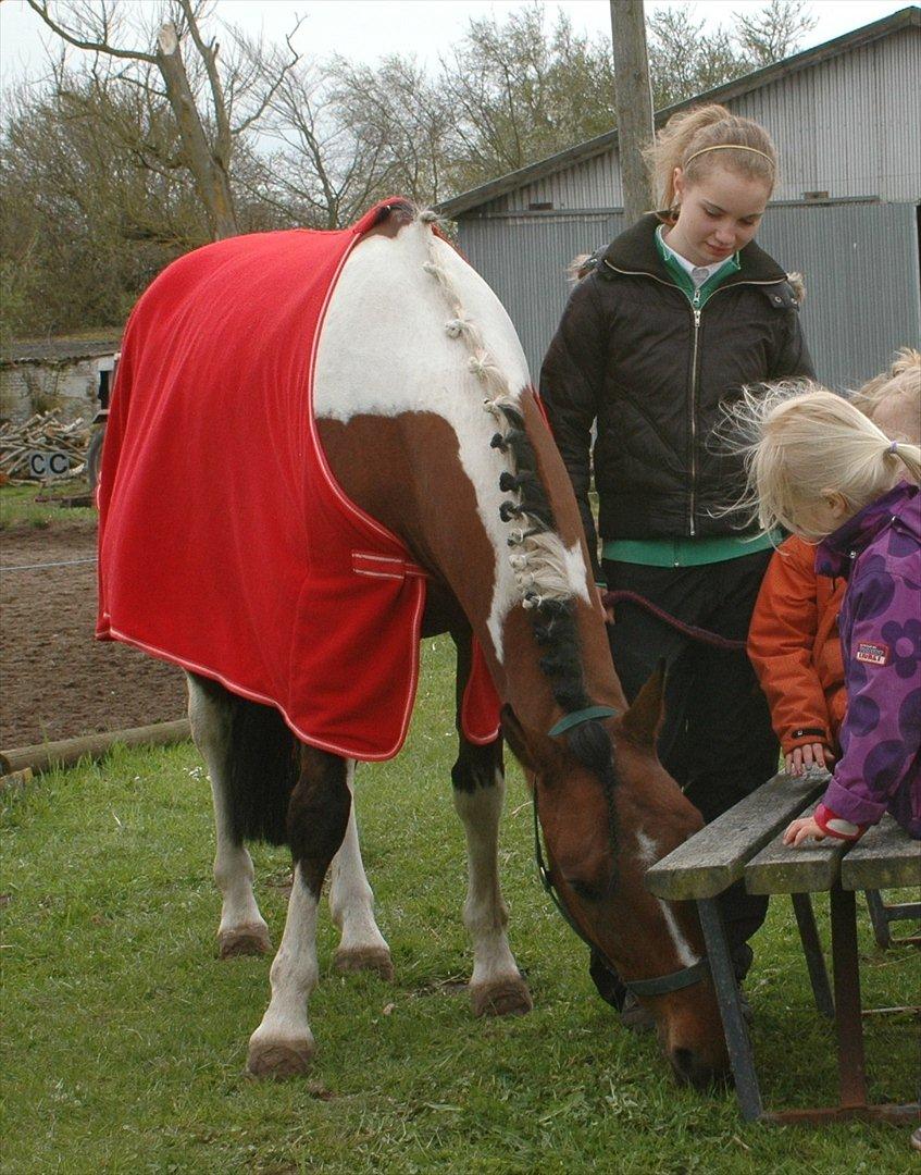 Anden særlig race Spotlight<3 - Smukke Spotte til stævne, wii:-D billede 17