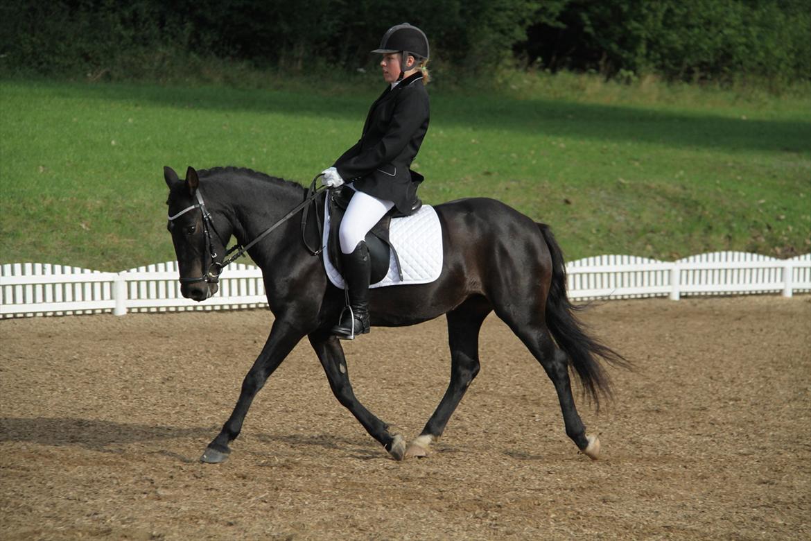 New Forest Banda - LD2 i OHR. billede 2