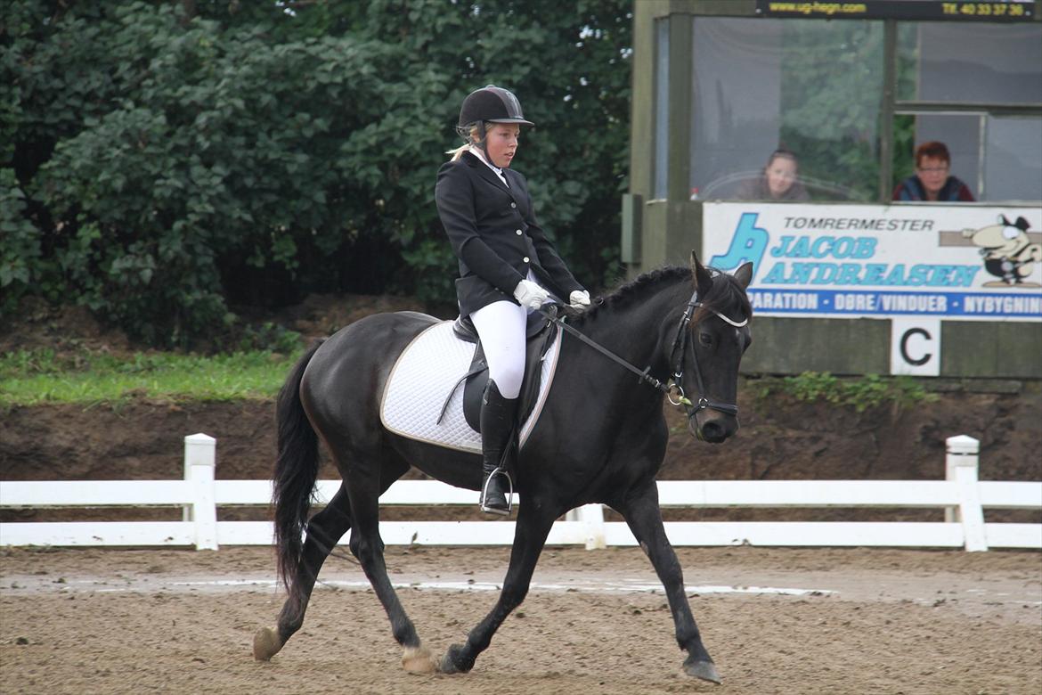 New Forest Banda - LD2 i TNKR. billede 3