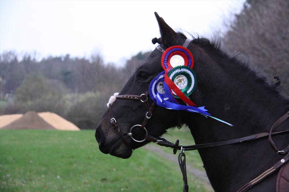 New Forest Banda - Præmie ponyen, dog Michala der havde vundet på hende. :-) billede 4