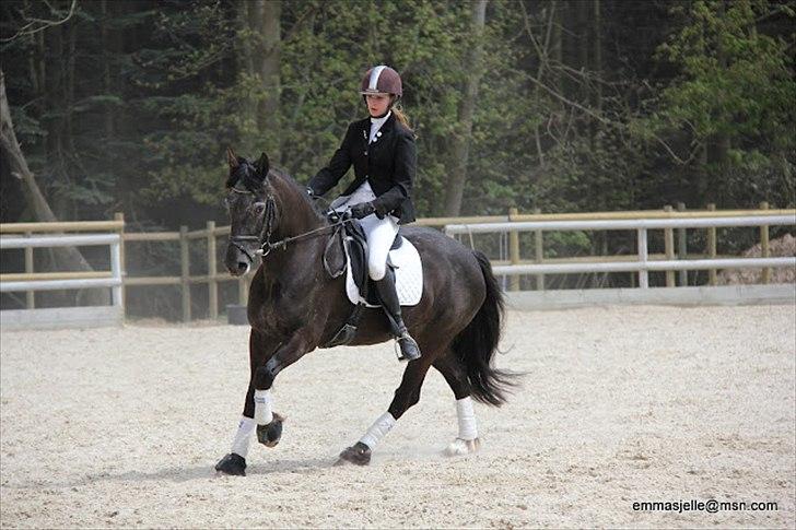 Welsh Cob (sec D) Silva - Åbent hus på HØRS i maj 2012. Foto: Emma Sjelle billede 24