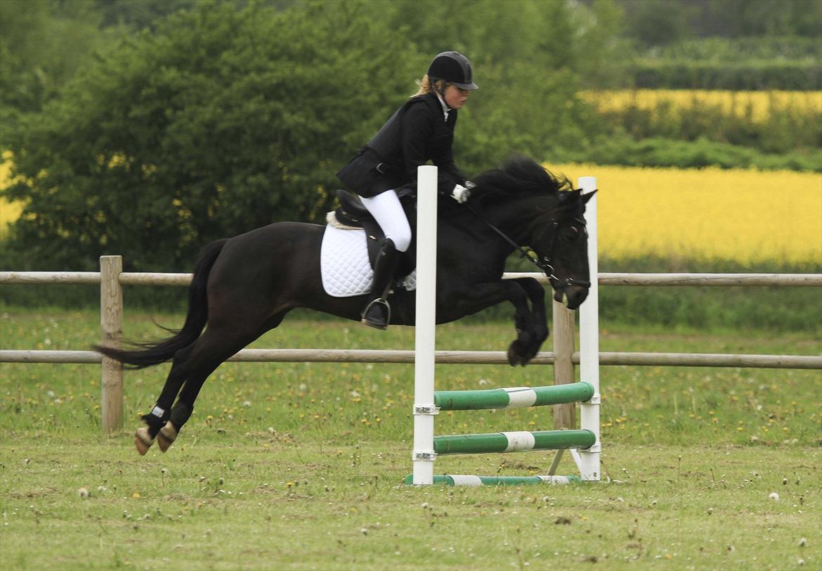 New Forest Banda - LD i TNKR. billede 6