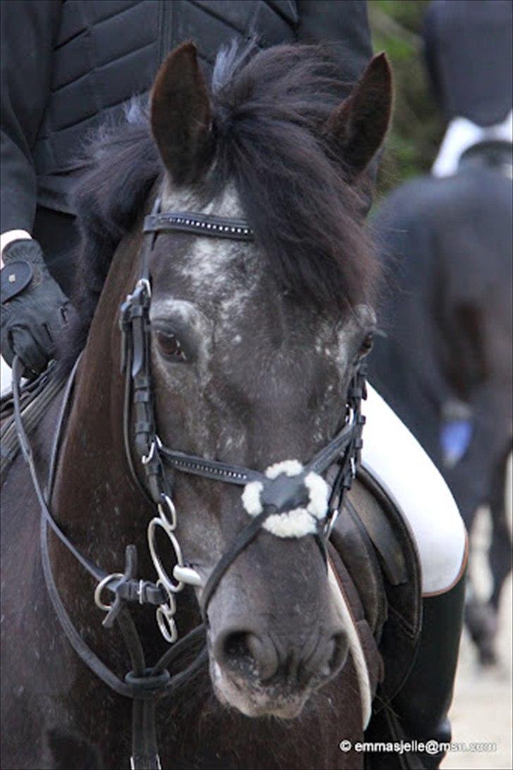 Welsh Cob (sec D) Silva - Springstævne på HØRS maj 2012. Du er den bedste pony i hele verden!  billede 11