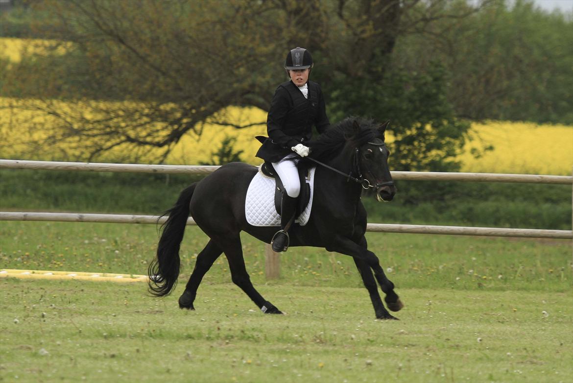 New Forest Banda billede 7