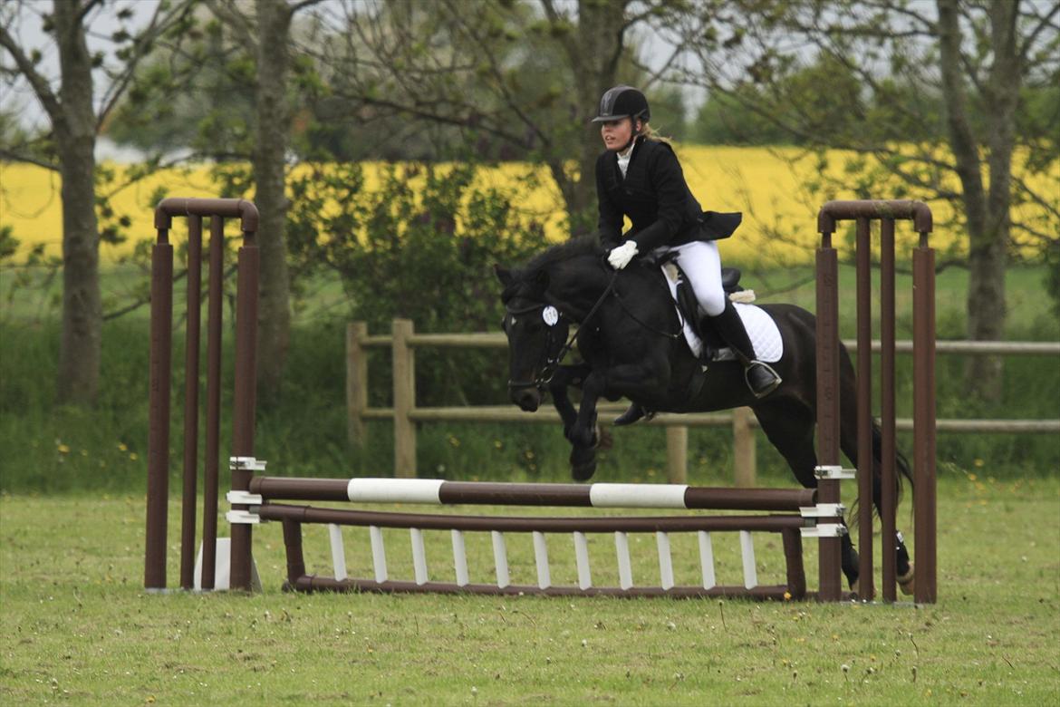 New Forest Banda - LD i TNKR. billede 8