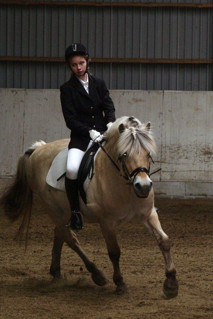 Fjordhest Mølbys Appollon<3 - Til stævne den 28 april 2012:D LB1 til 69,64 procent (1 plads)<3 billede 16