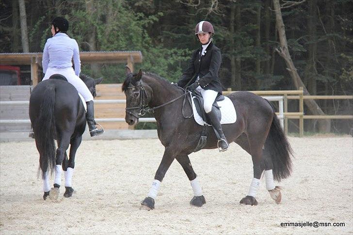 Welsh Cob (sec D) Silva - Åbent hus på HØRS, maj 2012 billede 20