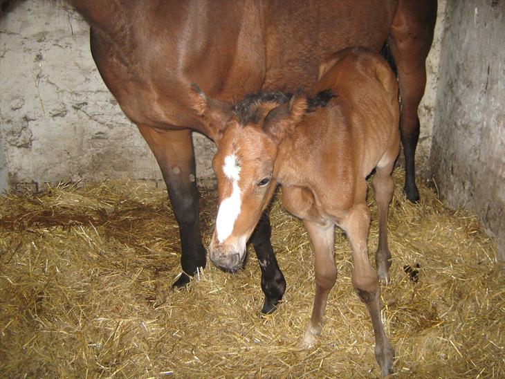 {{currentPhoto.altText}} billede {{currentPhoto.number}}