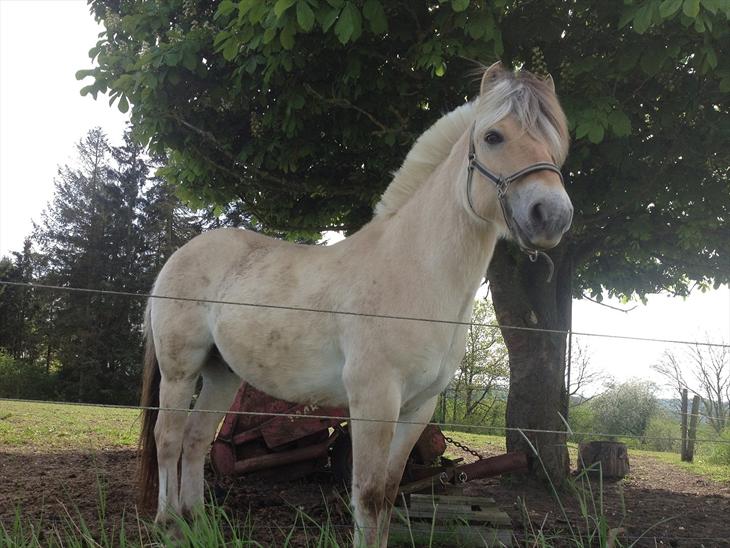 {{currentPhoto.altText}} billede {{currentPhoto.number}}