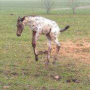 Knabstrupper Thrysøe Wild Adisty